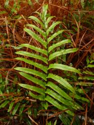 Blechnum minus. Sterile frond with widely spaced, narrow, stalked pinnae, markedly reduced at the base.
 Image: L.R. Perrie © Te Papa CC BY-NC 3.0 NZ